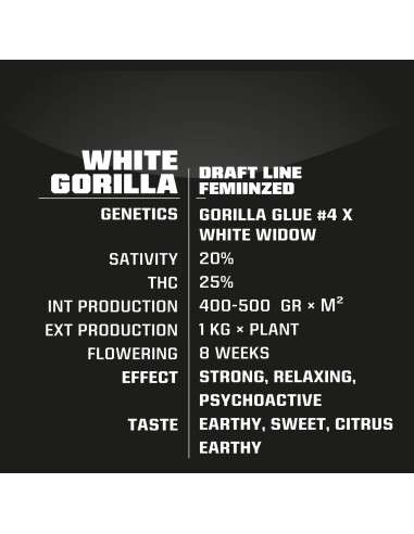 BSF SEEDS - White Gorilla - 2
