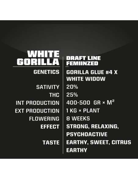 BSF SEEDS - White Gorilla - 2