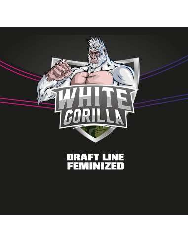 BSF SEEDS - White Gorilla - 3