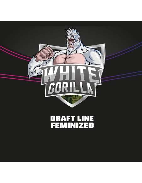 BSF SEEDS - White Gorilla - 3