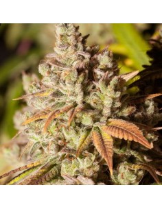 BSF SEEDS - Gorilla Glue 4 - 1 2