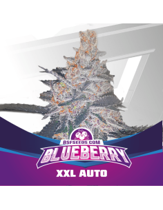 BSF SEEDS - Blueberry XXL Auto - 1