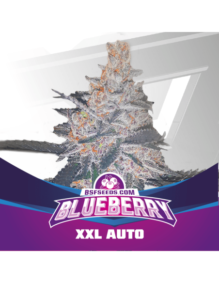 BSF SEEDS - Blueberry XXL Auto - 1