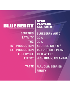 BSF SEEDS - Blueberry XXL Auto - 1 2