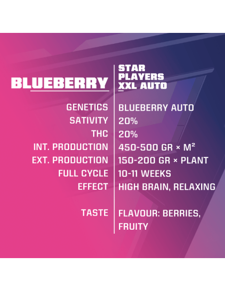BSF SEEDS - Blueberry XXL Auto - 2