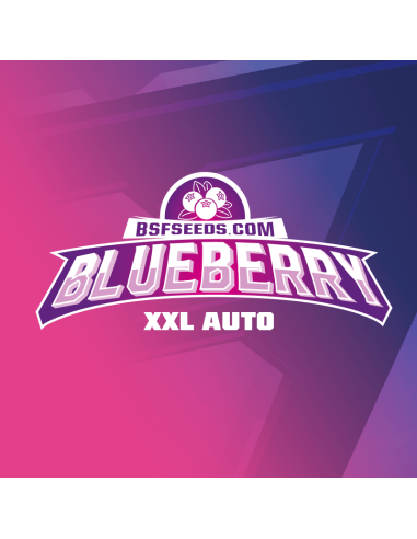 BSF SEEDS - Blueberry XXL Auto - 3