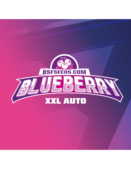 BSF SEEDS - Blueberry XXL Auto - 3