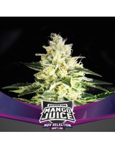 BSF Seeds - Mango Juice - 1