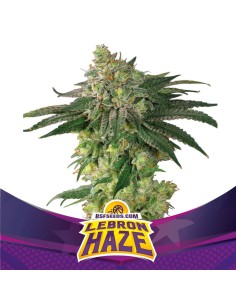 BSF SEEDS - Lebron Haze - 1