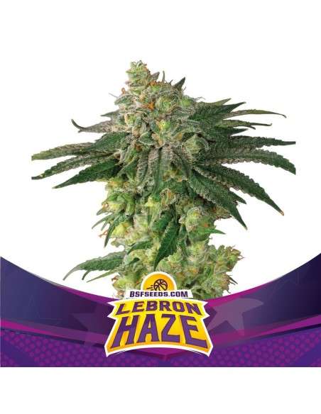 BSF SEEDS - Lebron Haze - 1