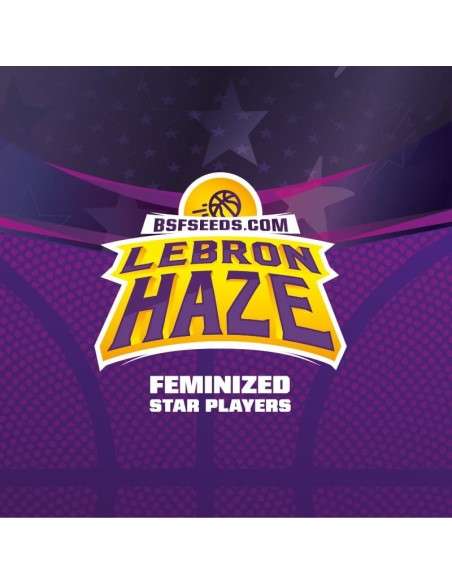 BSF SEEDS - Lebron Haze - 2