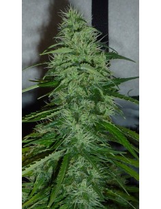 SWEET SEEDS - Fast Bud 2 - 1 2
