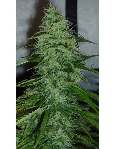 SWEET SEEDS - Fast Bud 2 - 2