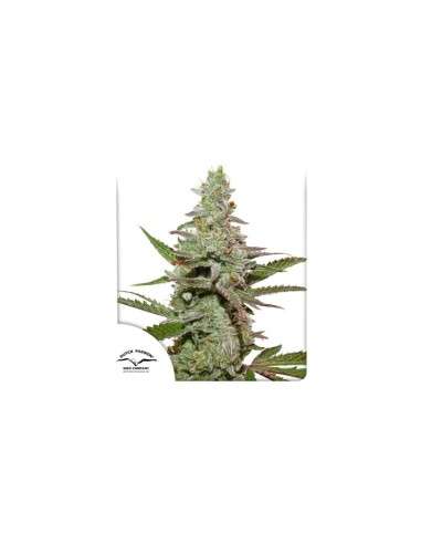 DUTCH PASSION - Amsterdam Amnesia - 1
