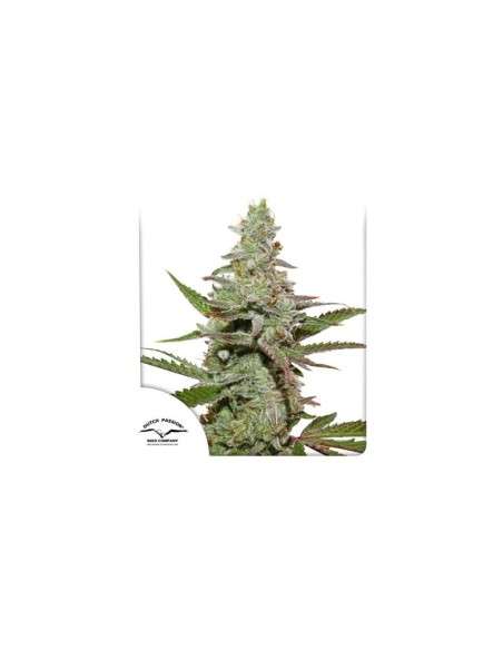DUTCH PASSION - Amsterdam Amnesia - 1