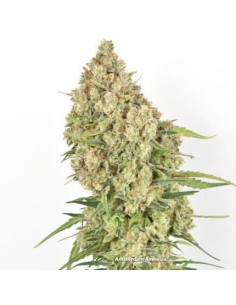 DUTCH PASSION - Amsterdam Amnesia - 1 2