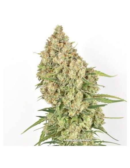 DUTCH PASSION - Amsterdam Amnesia - 2
