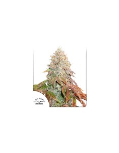 DUTCH PASSION - Auto Banana Blaze - 1