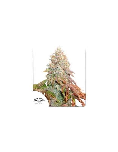 DUTCH PASSION - Auto Banana Blaze - 1