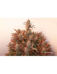 DUTCH PASSION - Auto Banana Blaze - 1 2