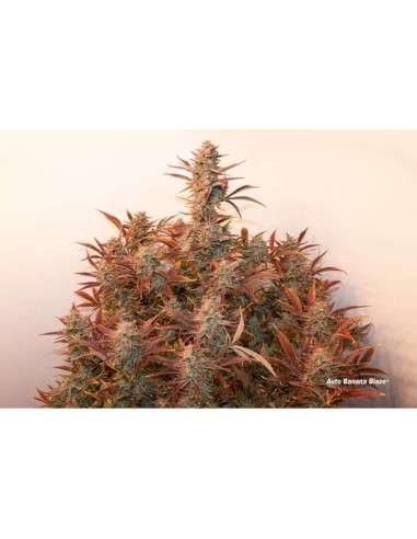 DUTCH PASSION - Auto Banana Blaze - 2