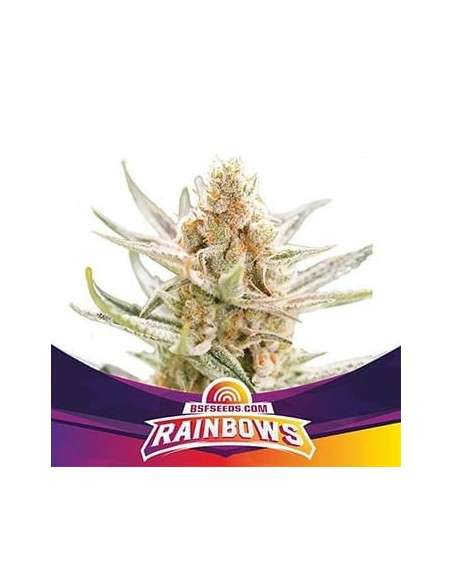 BSF Seeds - Rainbows - 1