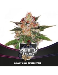 BSF Seeds - Gorilla Banana - 1
