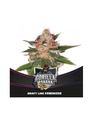 BSF Seeds - Gorilla Banana - 1