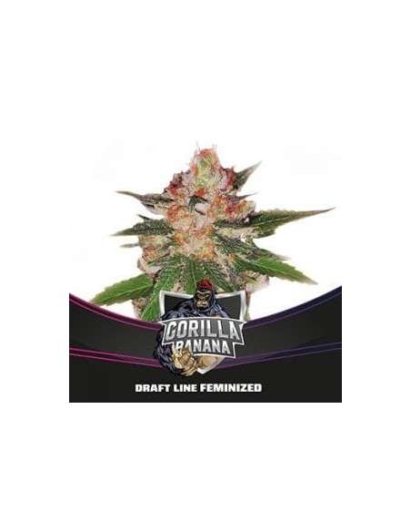 BSF Seeds - Gorilla Banana - 1