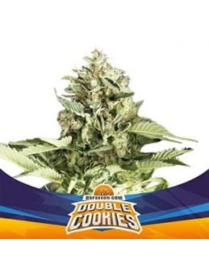 BSF Seeds - Double Cookies Auto - 1