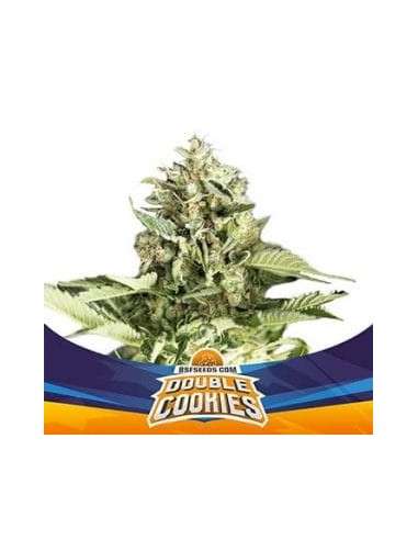 BSF Seeds - Double Cookies Auto - 1