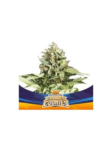 BSF Seeds - Double Cookies Auto - 1