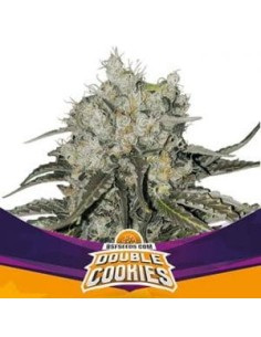 BSF Seeds - Double Cookies - 1