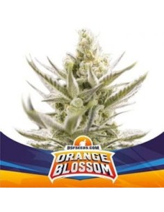 BSF Seeds - Orange Blossom XXL Auto - 1