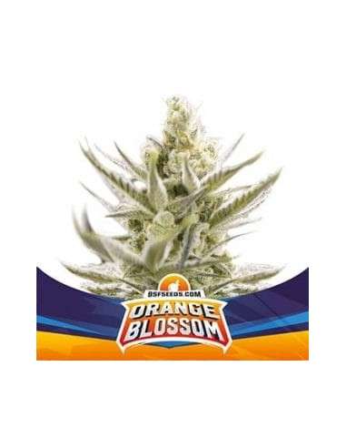 BSF Seeds - Orange Blossom XXL Auto - 1