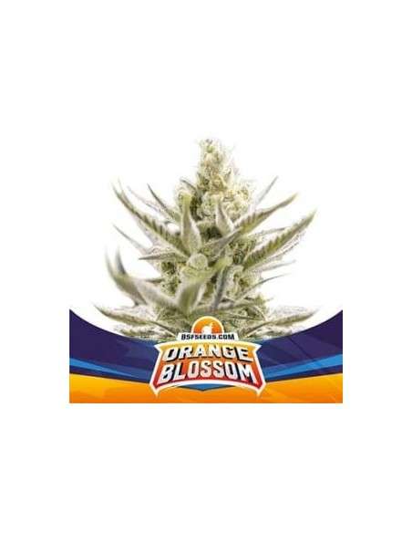 BSF Seeds - Orange Blossom XXL Auto - 1