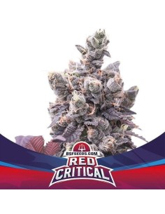 BSF Seeds - Red Critical Auto - 1
