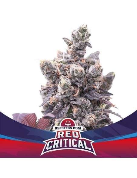 BSF Seeds - Red Critical Auto - 1