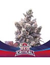 BSF Seeds - Red Critical Auto - 1