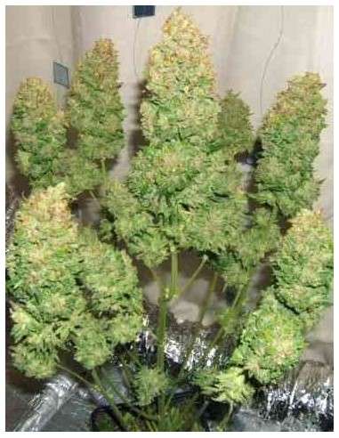 SWEET SEEDS - Fast Bud 2 - 3