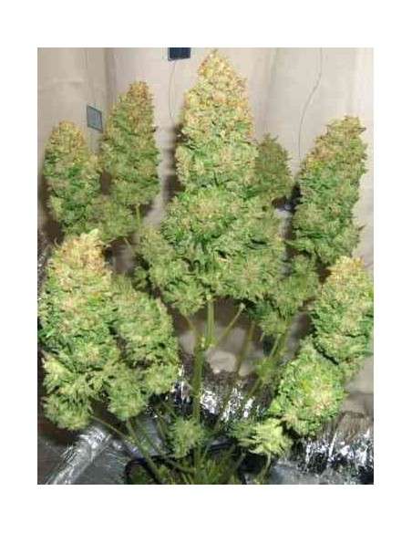 SWEET SEEDS - Fast Bud 2 - 3