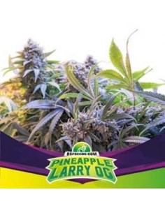 BSF Seeds - Pineapple Larry OG - 1