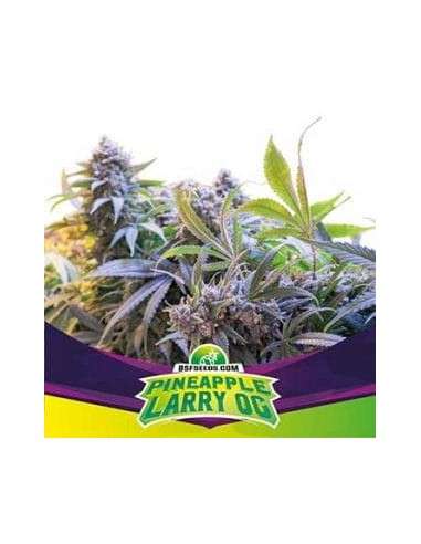 BSF Seeds - Pineapple Larry OG - 1