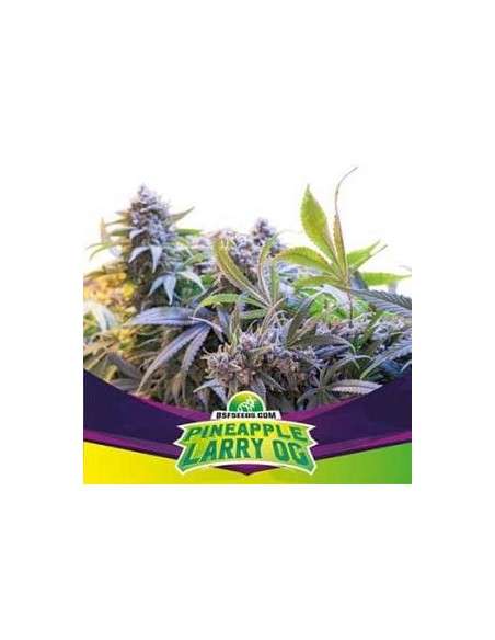 BSF Seeds - Pineapple Larry OG - 1