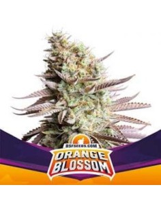 BSF Seeds - Orange Blossom - 1