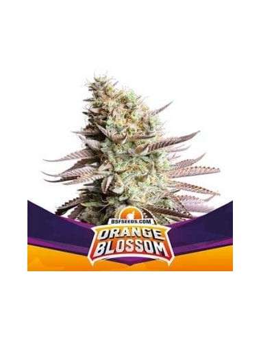 BSF Seeds - Orange Blossom - 1