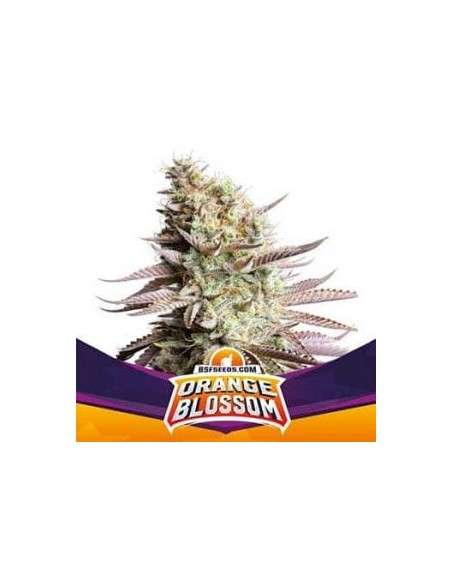 BSF Seeds - Orange Blossom - 1