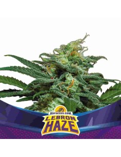 BSF Seeds - Lebron Haze XXL Auto - 1