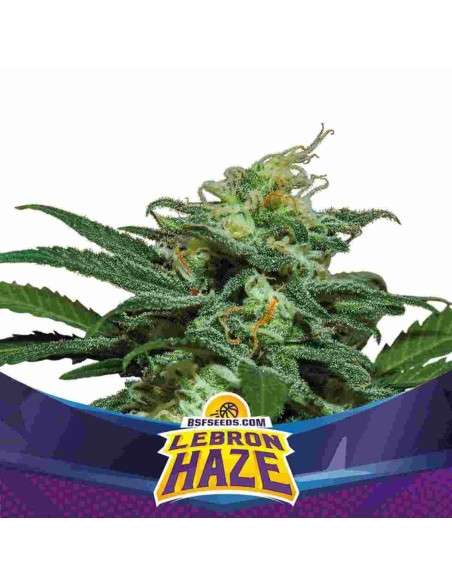 BSF Seeds - Lebron Haze XXL Auto - 1