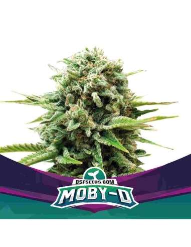 BSF Seeds - Moby-D - 1